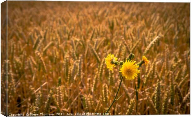 Yellow Canvas Print by Steve Thomson