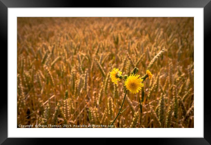 Yellow Framed Mounted Print by Steve Thomson