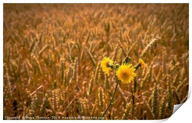 Yellow Print by Steve Thomson