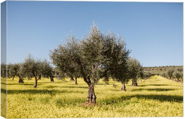 Olive tree in yellow flowers field Canvas Print by Paulo Sousa