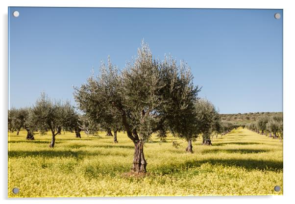 Olive tree in yellow flowers field Acrylic by Paulo Sousa