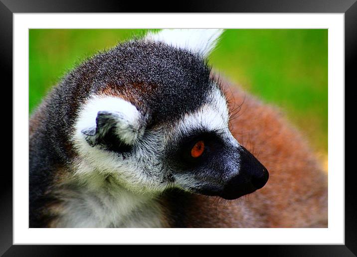 Lemur Framed Mounted Print by Ian Jeffrey