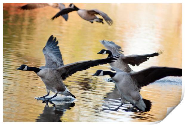 Canada geese landing at sunset Print by Andrew Michael
