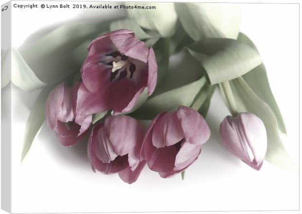 Five Pink Tulips Canvas Print by Lynn Bolt