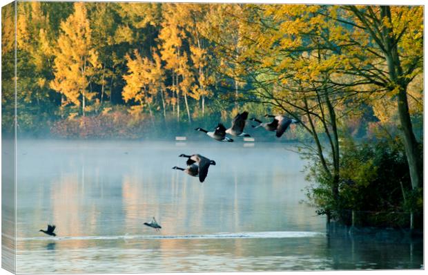 Canada Geese in flight.  Canvas Print by Andrew Michael