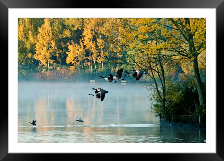 Canada Geese in flight.  Framed Mounted Print by Andrew Michael