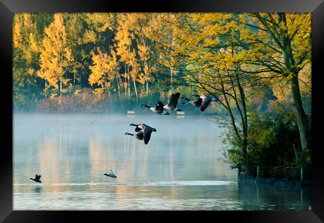 Canada Geese in flight.  Framed Print by Andrew Michael