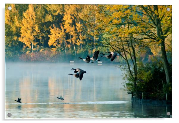 Canada Geese in flight.  Acrylic by Andrew Michael