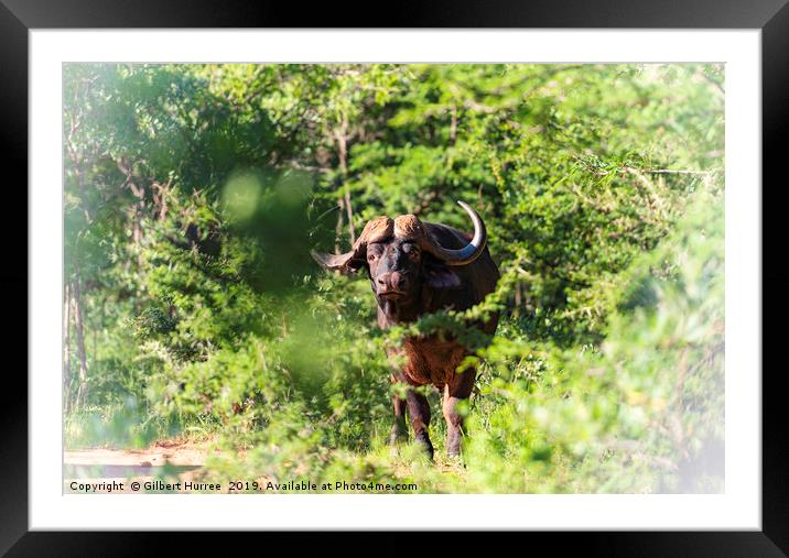 Encounter with African Water Buffalos Framed Mounted Print by Gilbert Hurree