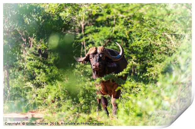 Encounter with African Water Buffalos Print by Gilbert Hurree
