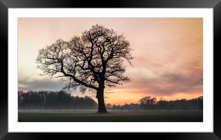 Tree Of Hope Framed Mounted Print by Ben Hatwell