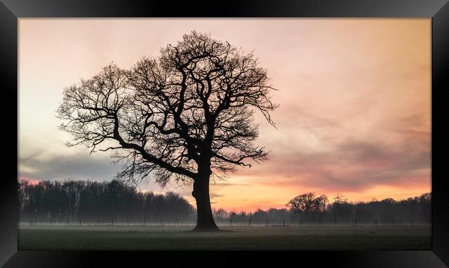 Tree Of Hope Framed Print by Ben Hatwell