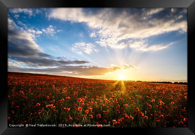 Poppy Field Sunset Framed Print by Neal Trafankowski