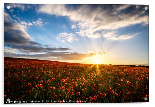 Poppy Field Sunset Acrylic by Neal Trafankowski