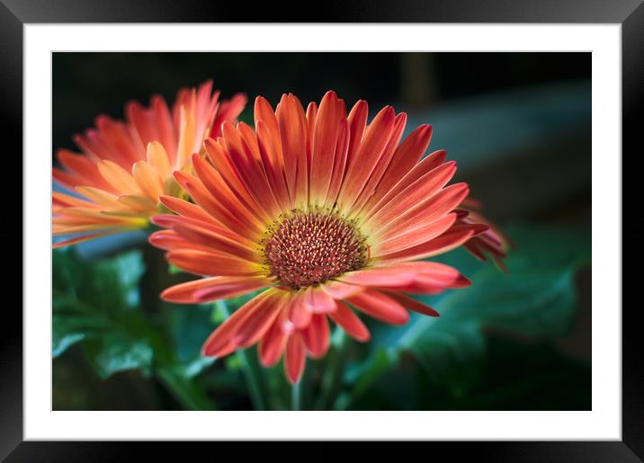 Flower  Framed Mounted Print by Ben Hatwell