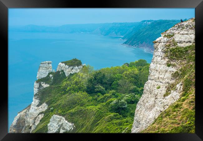 Clifftops between Beer and Branscombe Framed Print by Andrew Michael
