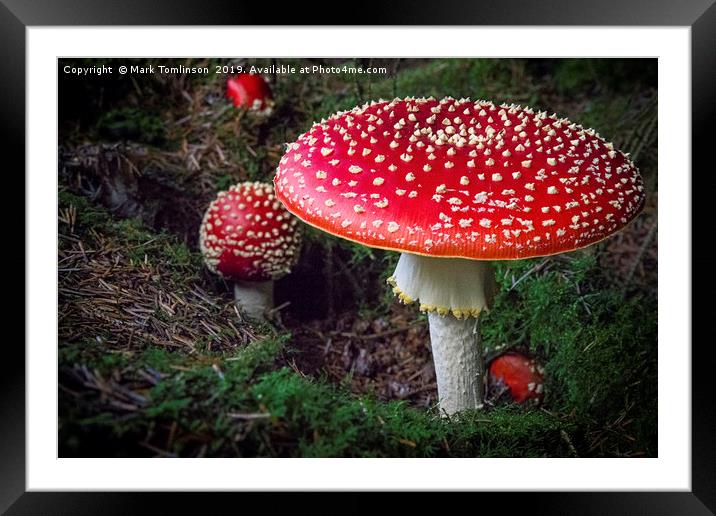 Fly Agaric Framed Mounted Print by Mark Tomlinson