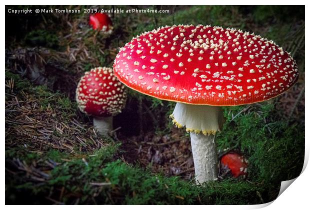 Fly Agaric Print by Mark Tomlinson