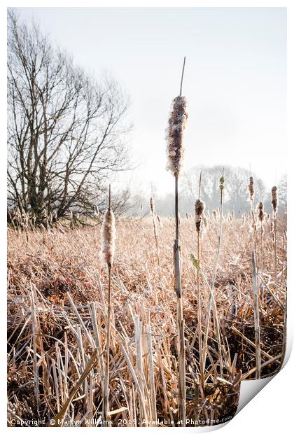 Bulrushes In Winter Sunlight Print by Martyn Williams