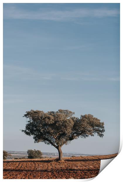 Holm Oak tree in cultivated field Print by Paulo Sousa