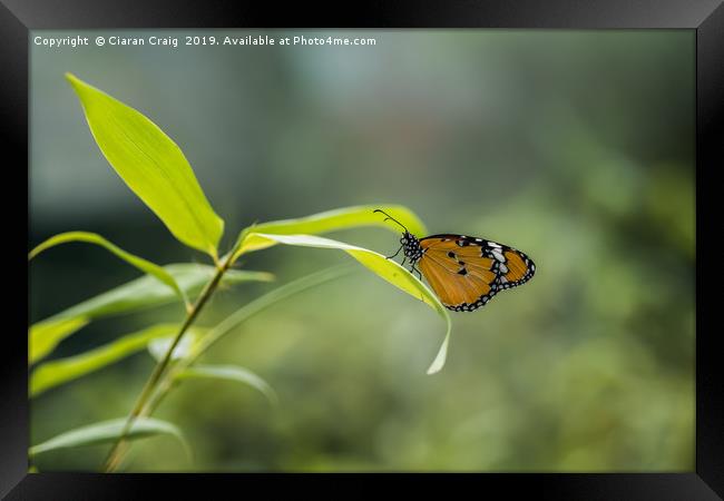 Monarch Butterfly Framed Print by Ciaran Craig
