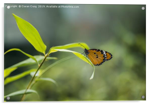 Monarch Butterfly Acrylic by Ciaran Craig