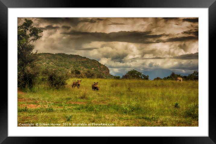 South African Warthog Family at Entabeni Framed Mounted Print by Gilbert Hurree