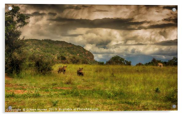 South African Warthog Family at Entabeni Acrylic by Gilbert Hurree