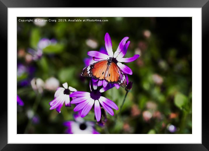 Flowers and Butterflies  Framed Mounted Print by Ciaran Craig