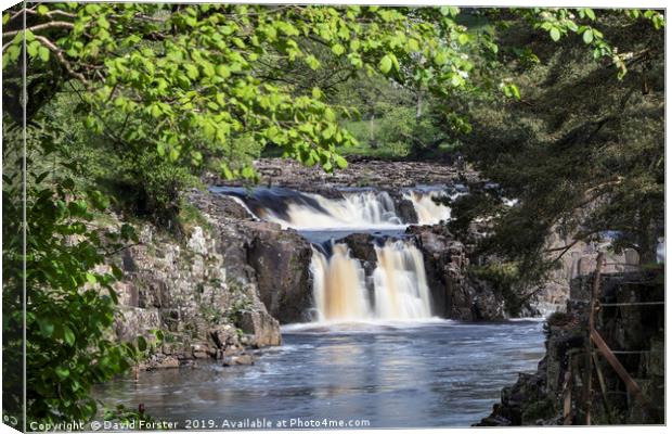 Low Force from the Pennine Way, Teesdale, County D Canvas Print by David Forster