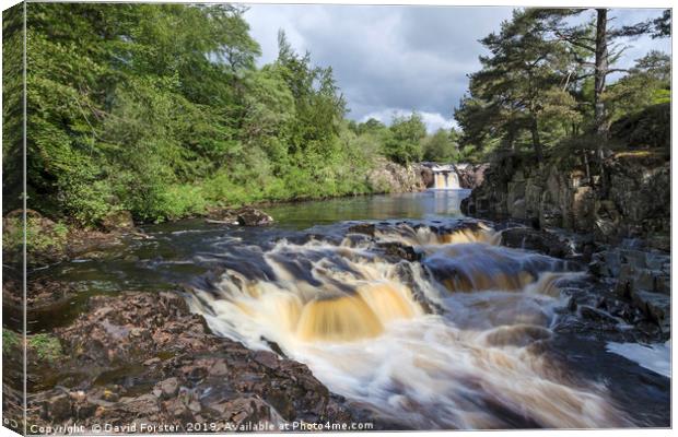 Low Force, Teesdale, County Durham, UK Canvas Print by David Forster