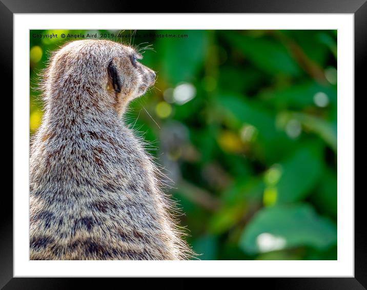 Meerkat. Framed Mounted Print by Angela Aird