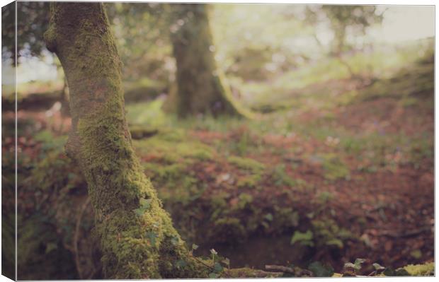 Woodland Tree Canvas Print by Ben Hatwell