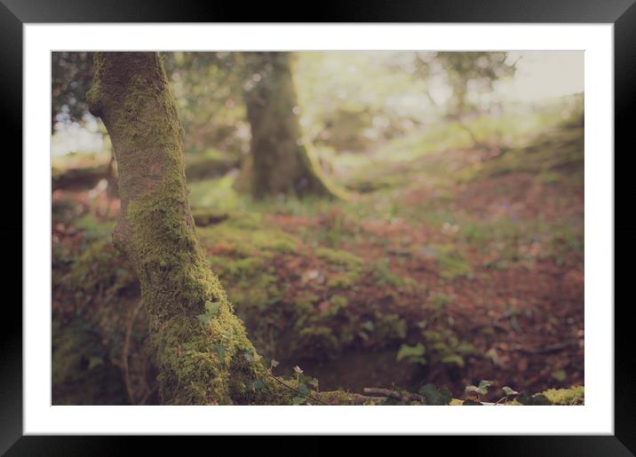 Woodland Tree Framed Mounted Print by Ben Hatwell