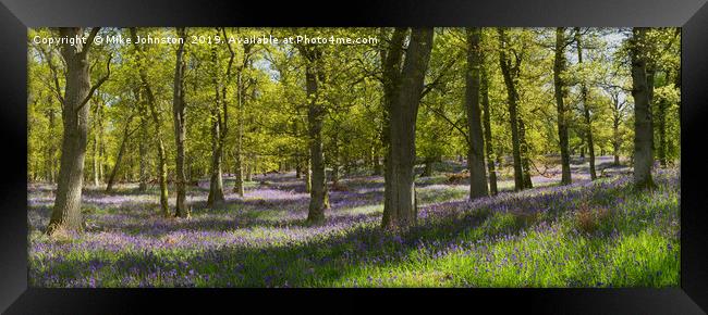 Kinclaven bluebell wood panorama Framed Print by Mike Johnston