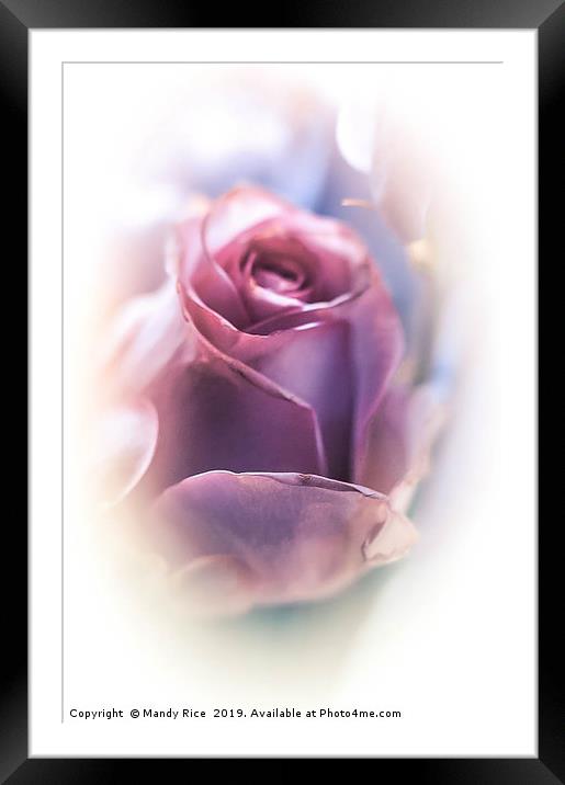 Pink rose bud Framed Mounted Print by Mandy Rice