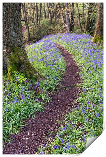 Bluebell Wood Print by Paul Andrews