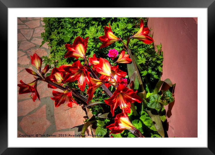 Lilies in Corfu Framed Mounted Print by Tom Gomez