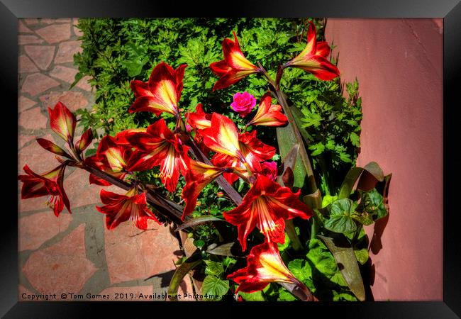 Lilies in Corfu Framed Print by Tom Gomez