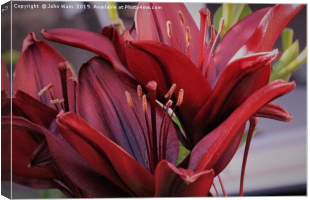 Red Lily Canvas Print by John Wain