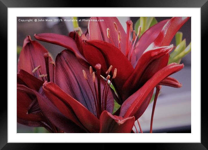 Red Lily Framed Mounted Print by John Wain