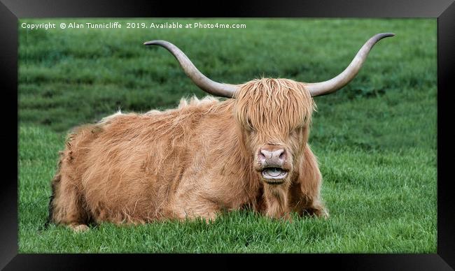 Highland cattle Framed Print by Alan Tunnicliffe