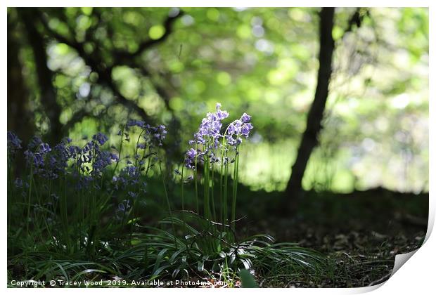 Bluebell woods Print by Tracey Wood