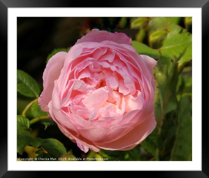 Pink rose flower framed photo        Framed Mounted Print by Cherise Man