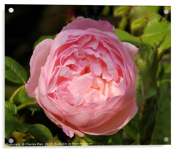 Pink rose flower framed photo        Acrylic by Cherise Man