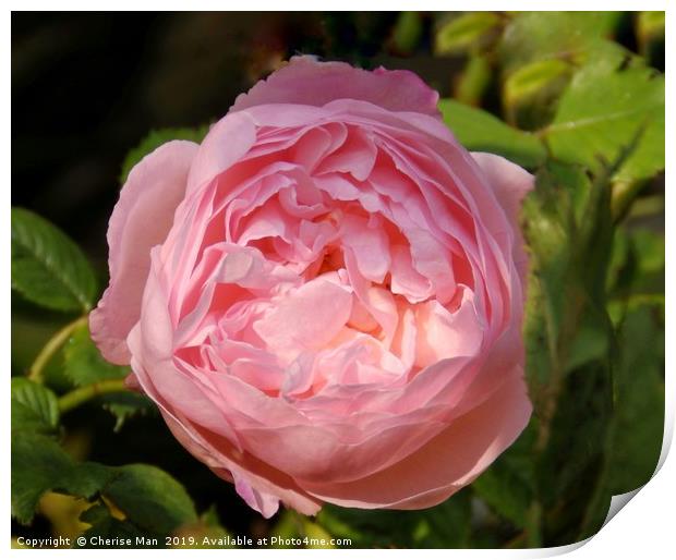 Pink rose flower framed photo        Print by Cherise Man