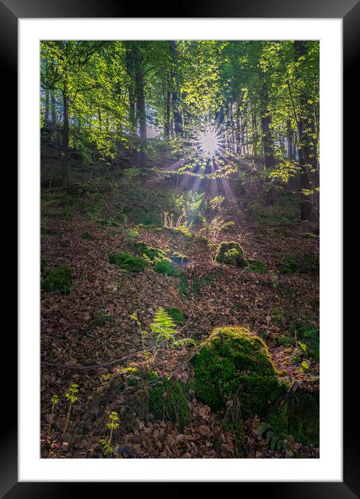 Fallcliff Woods Framed Mounted Print by Paul Andrews