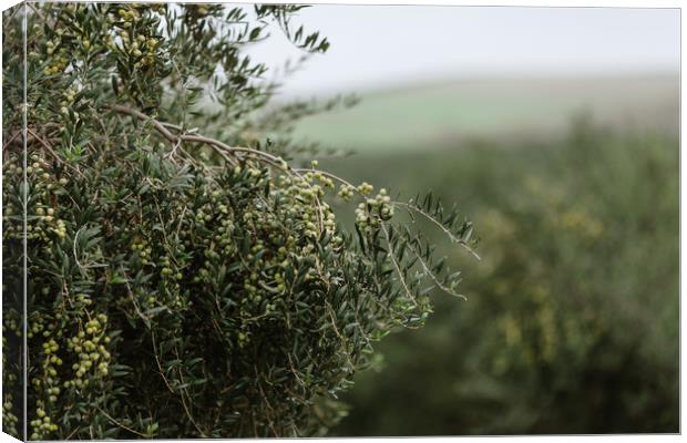 Olives Canvas Print by Paulo Sousa