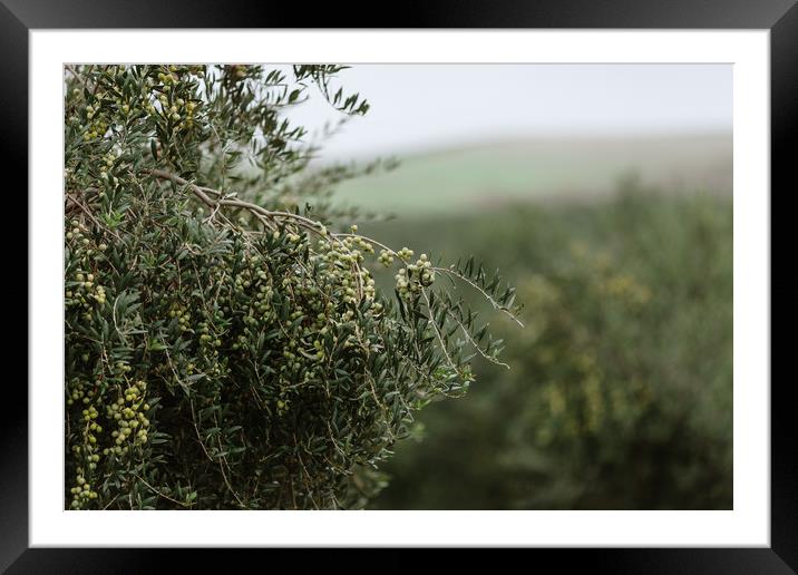 Olives Framed Mounted Print by Paulo Sousa
