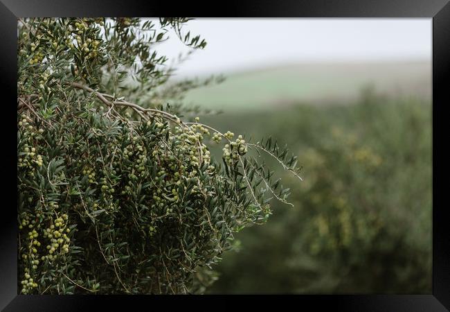 Olives Framed Print by Paulo Sousa